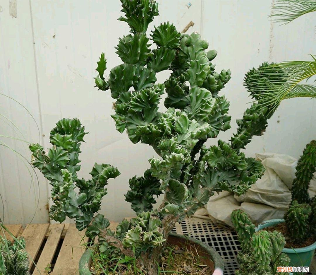 阳台种植的花卉叫什么，100种花能养在阳台上，50种开花的，40种绿植，10种蔬果