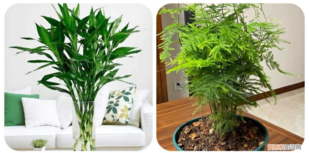 阳台种植的花卉叫什么，100种花能养在阳台上，50种开花的，40种绿植，10种蔬果