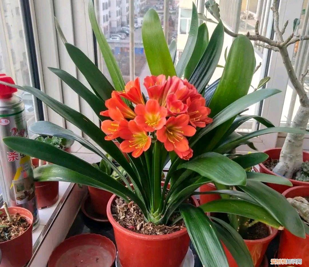 阳台种植的花卉叫什么，100种花能养在阳台上，50种开花的，40种绿植，10种蔬果