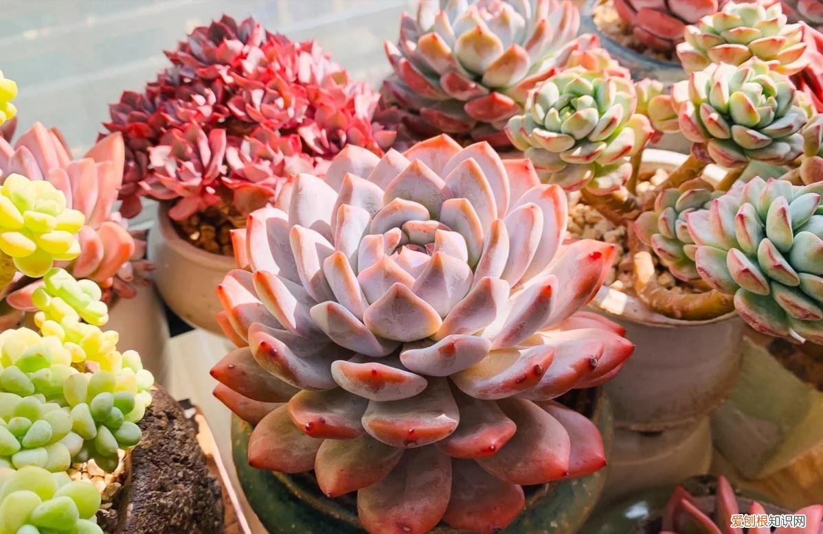 阳台种植的花卉叫什么，100种花能养在阳台上，50种开花的，40种绿植，10种蔬果