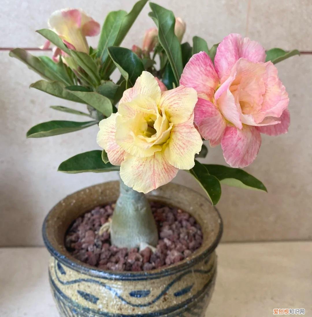 阳台种植的花卉叫什么，100种花能养在阳台上，50种开花的，40种绿植，10种蔬果