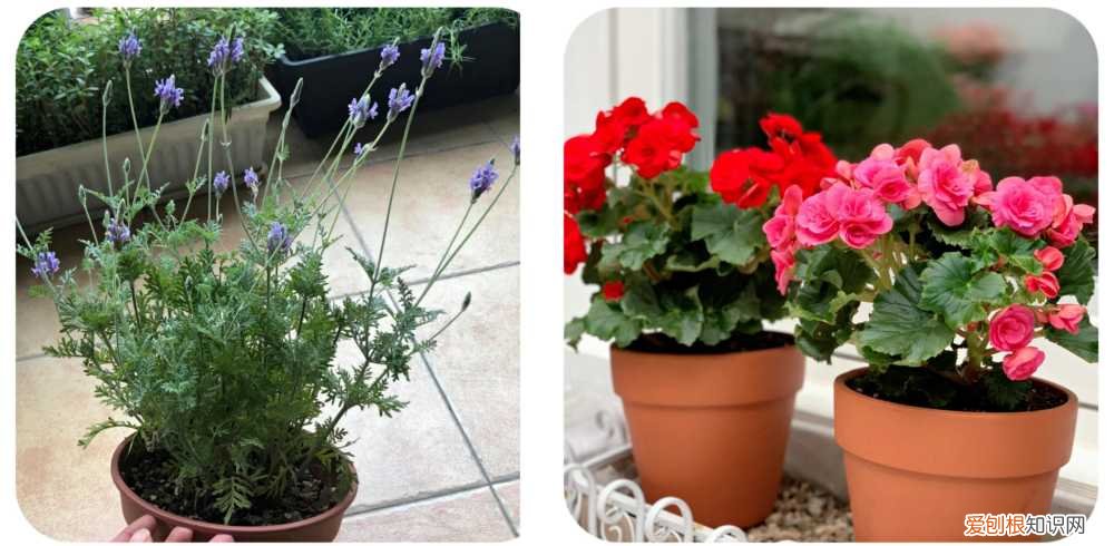阳台种植的花卉叫什么，100种花能养在阳台上，50种开花的，40种绿植，10种蔬果