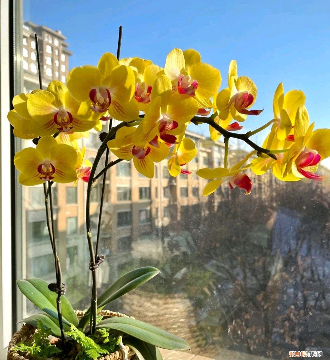 阳台种植的花卉叫什么，100种花能养在阳台上，50种开花的，40种绿植，10种蔬果