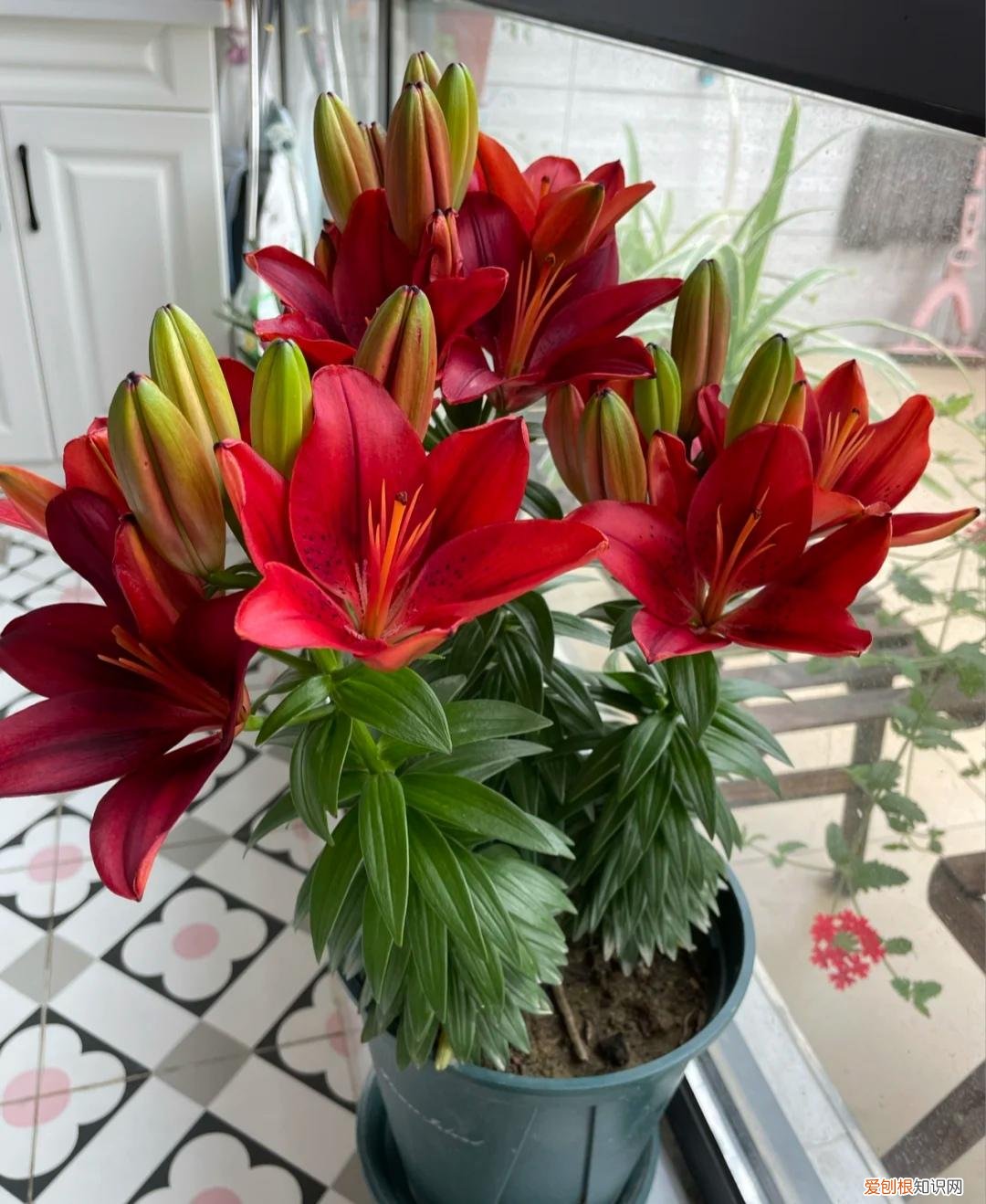 阳台种植的花卉叫什么，100种花能养在阳台上，50种开花的，40种绿植，10种蔬果