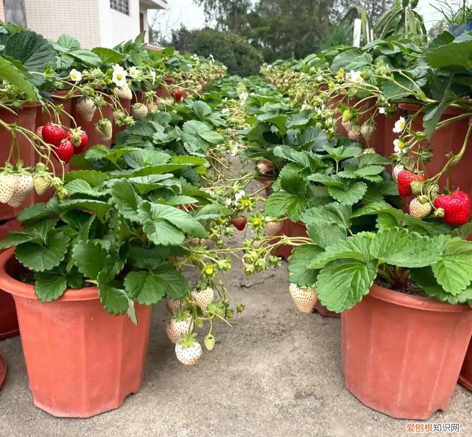 阳台种植的花卉叫什么，100种花能养在阳台上，50种开花的，40种绿植，10种蔬果
