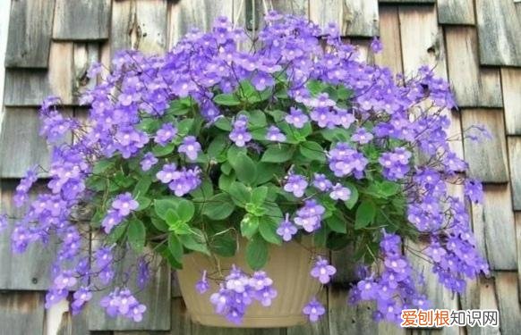 阳台种植的花卉叫什么，100种花能养在阳台上，50种开花的，40种绿植，10种蔬果