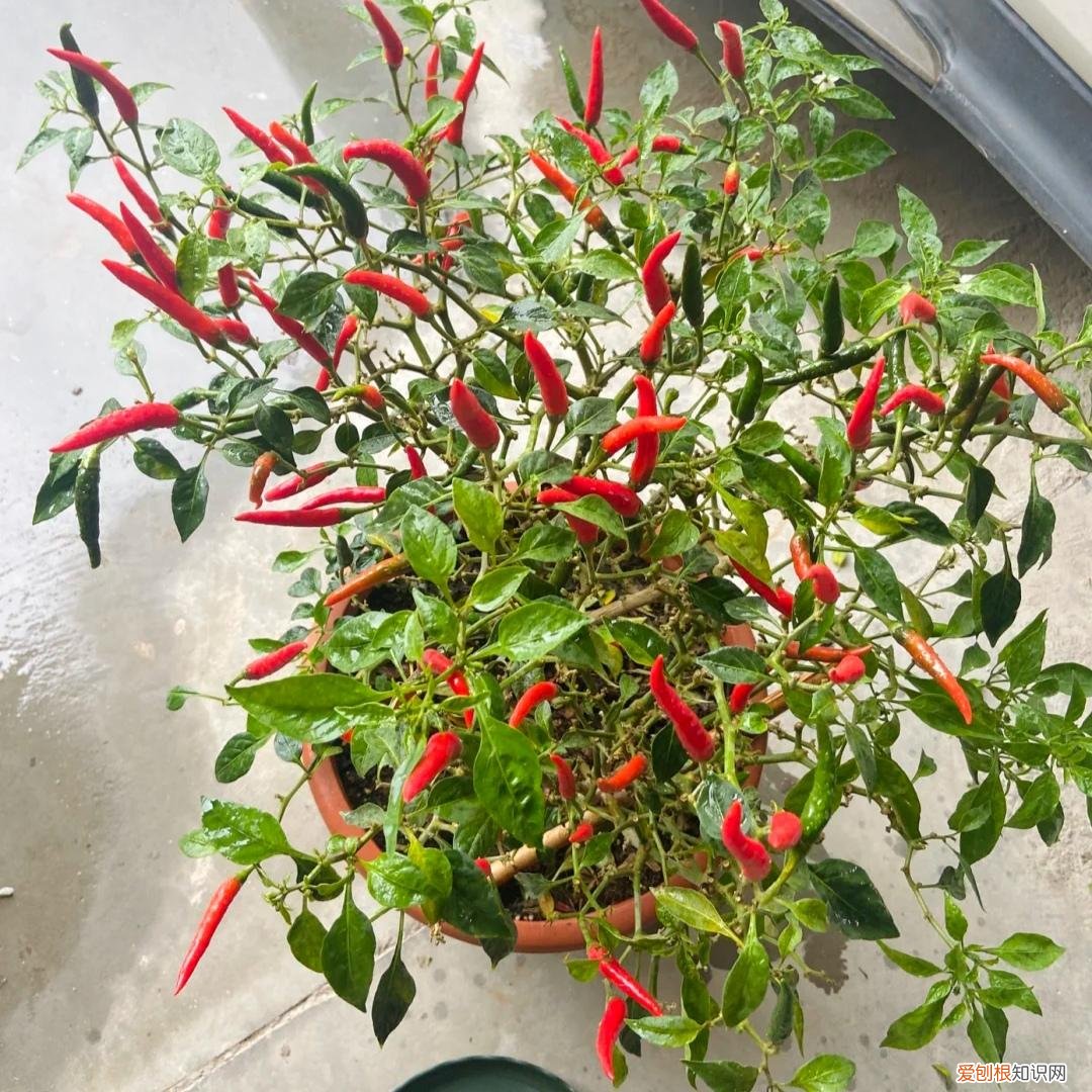 阳台种植的花卉叫什么，100种花能养在阳台上，50种开花的，40种绿植，10种蔬果