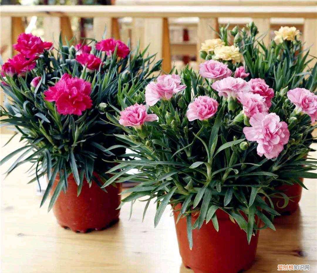 阳台种植的花卉叫什么，100种花能养在阳台上，50种开花的，40种绿植，10种蔬果