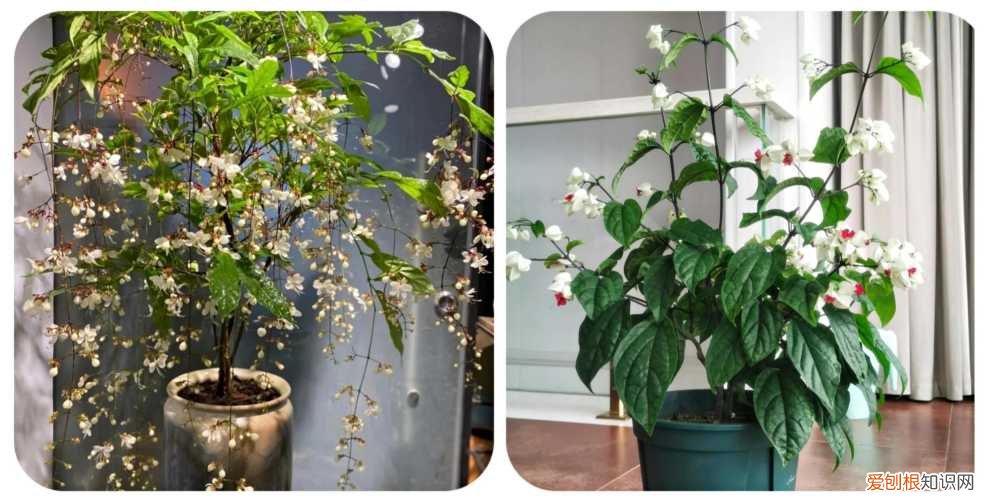 阳台种植的花卉叫什么，100种花能养在阳台上，50种开花的，40种绿植，10种蔬果