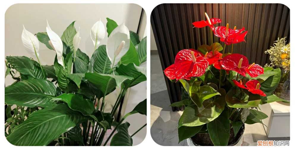 阳台种植的花卉叫什么，100种花能养在阳台上，50种开花的，40种绿植，10种蔬果