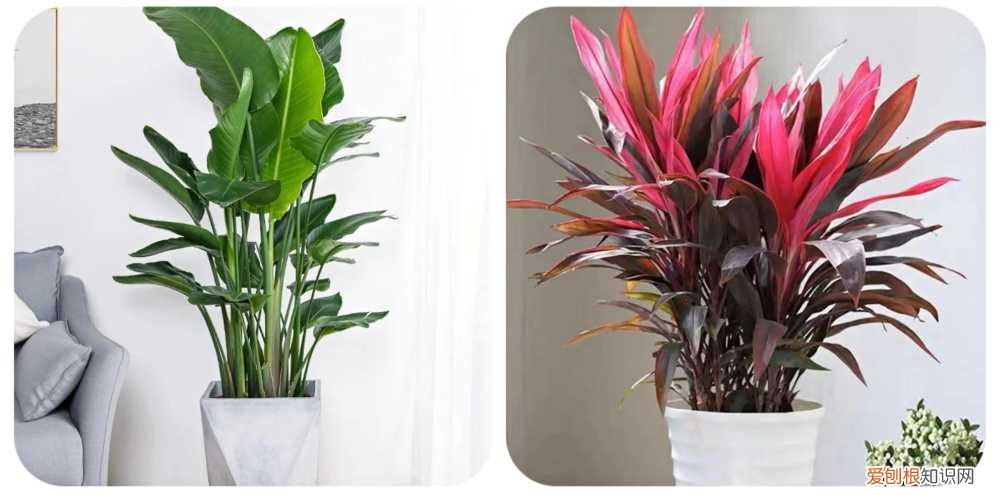 阳台种植的花卉叫什么，100种花能养在阳台上，50种开花的，40种绿植，10种蔬果