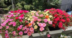 阳台种植的花卉叫什么，100种花能养在阳台上，50种开花的，40种绿植，10种蔬果