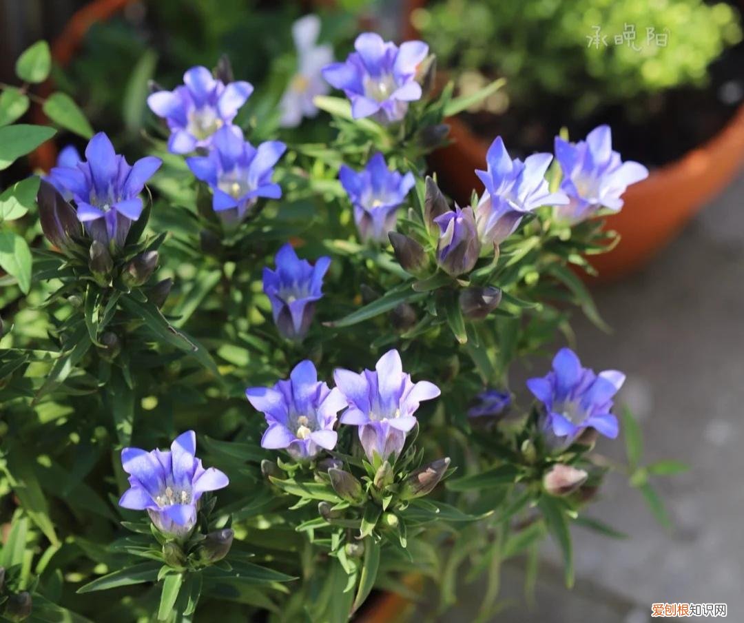 阳台种植的花卉叫什么，100种花能养在阳台上，50种开花的，40种绿植，10种蔬果