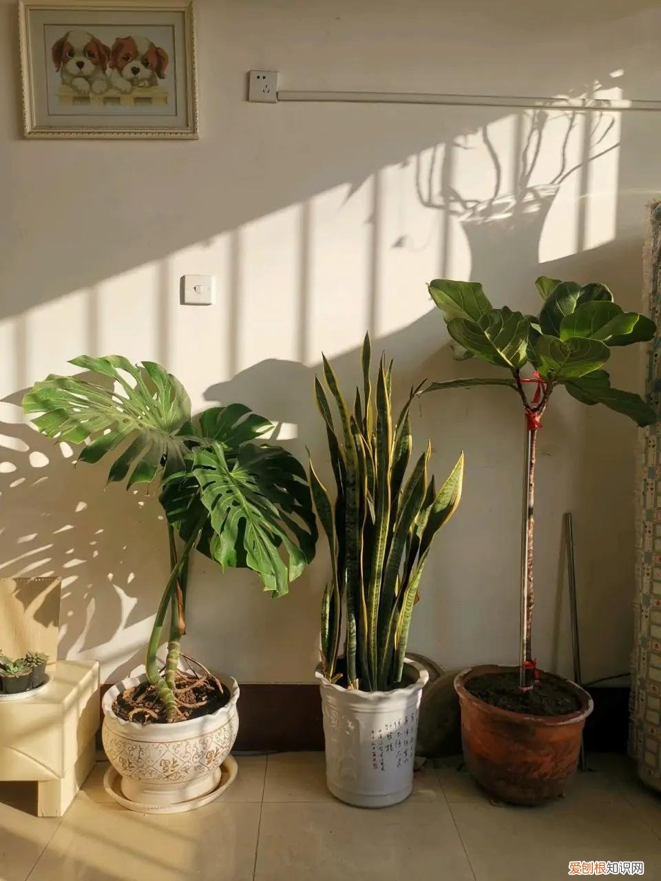 阳台种植的花卉叫什么，100种花能养在阳台上，50种开花的，40种绿植，10种蔬果