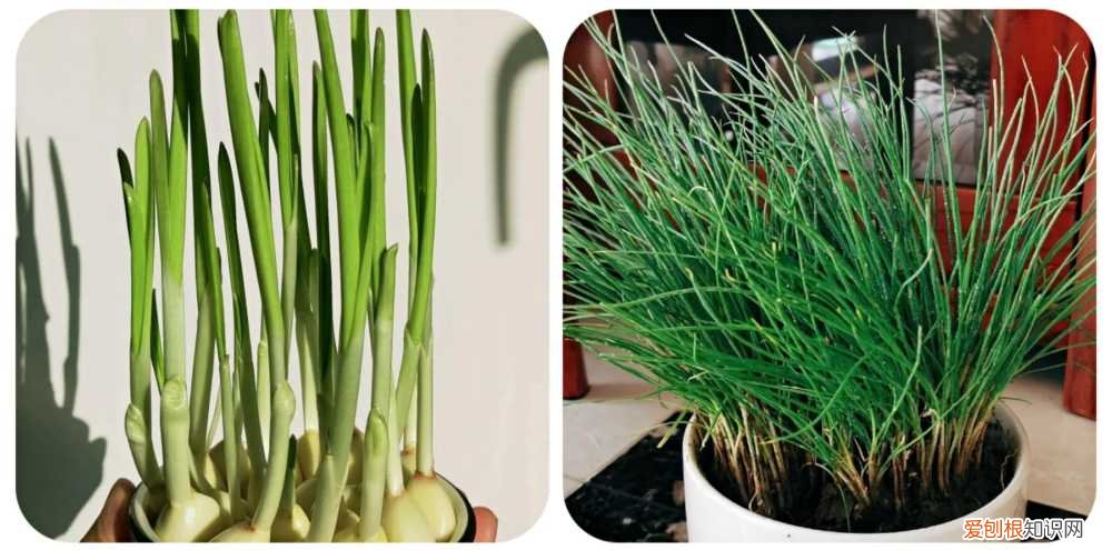 阳台种植的花卉叫什么，100种花能养在阳台上，50种开花的，40种绿植，10种蔬果