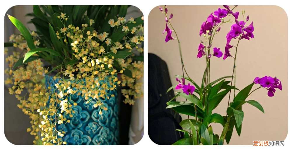 阳台种植的花卉叫什么，100种花能养在阳台上，50种开花的，40种绿植，10种蔬果