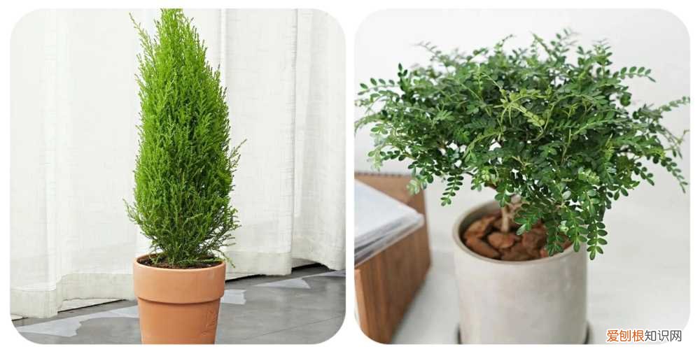 阳台种植的花卉叫什么，100种花能养在阳台上，50种开花的，40种绿植，10种蔬果