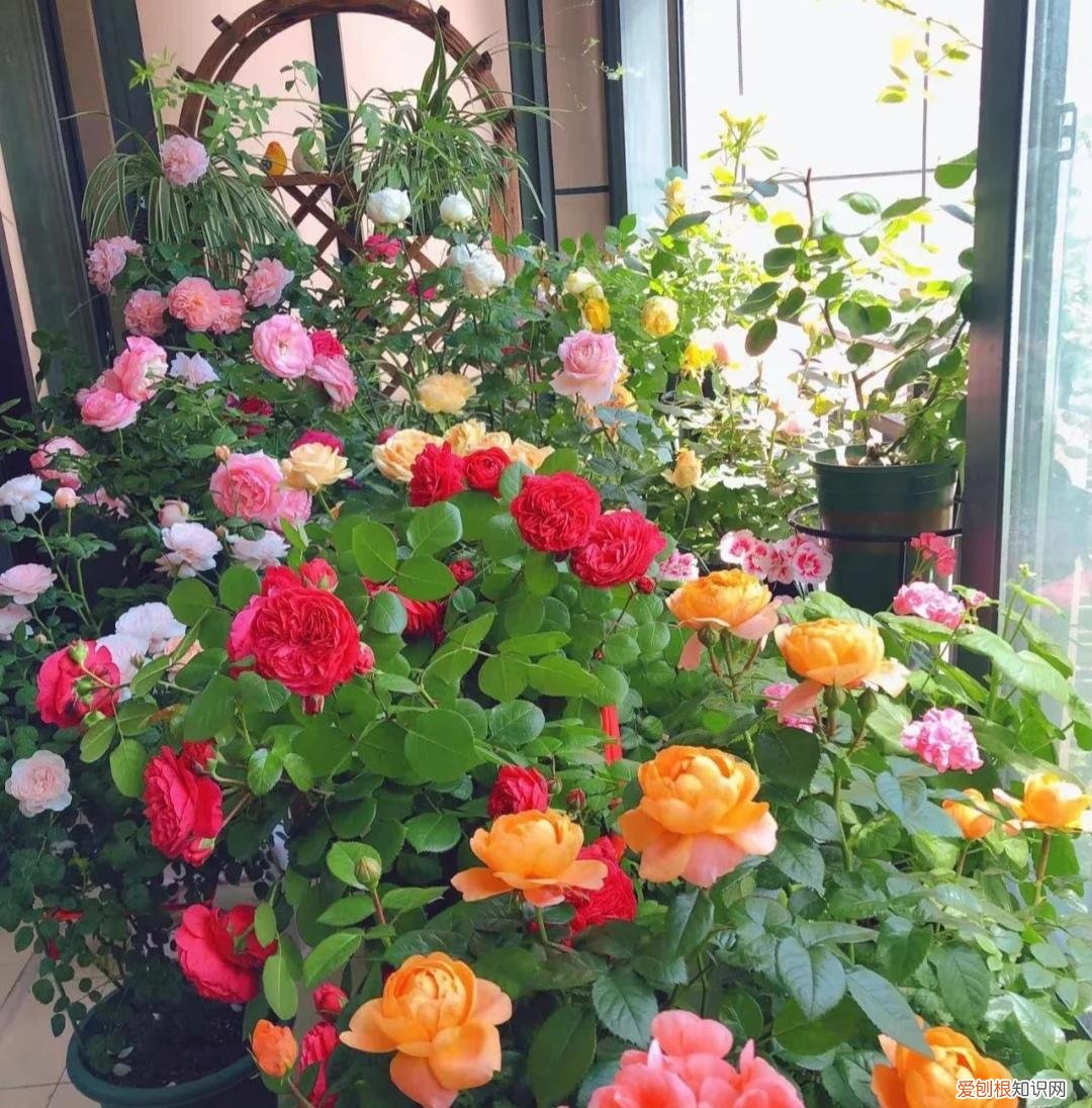 阳台种植的花卉叫什么，100种花能养在阳台上，50种开花的，40种绿植，10种蔬果