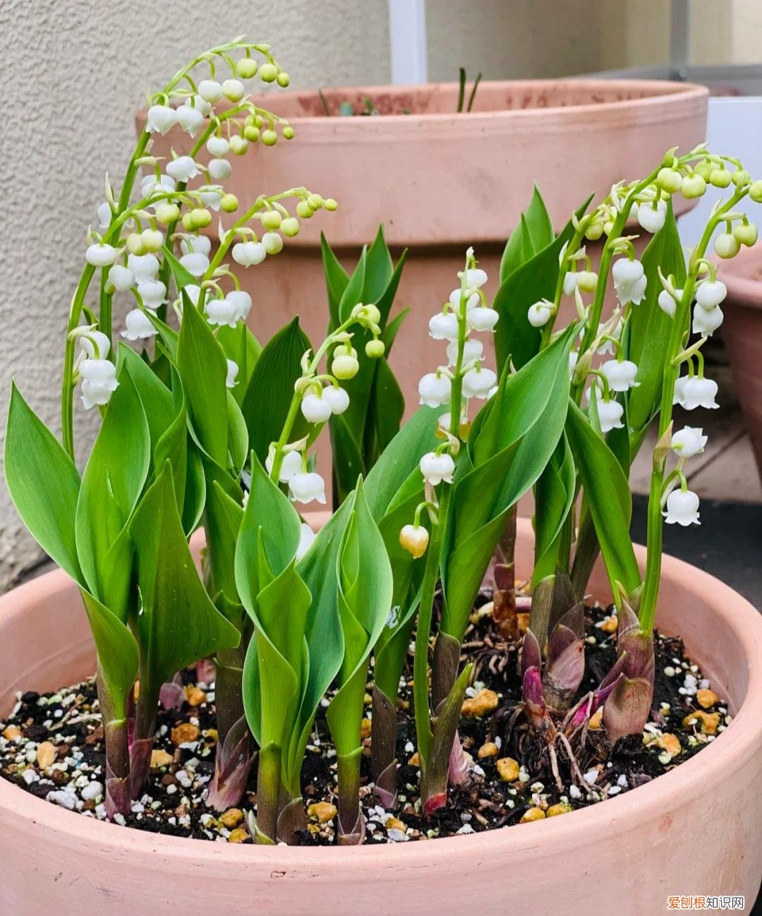 阳台种植的花卉叫什么，100种花能养在阳台上，50种开花的，40种绿植，10种蔬果
