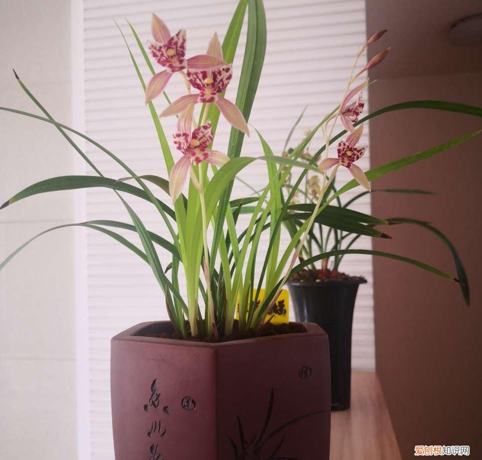 阳台种植的花卉叫什么，100种花能养在阳台上，50种开花的，40种绿植，10种蔬果