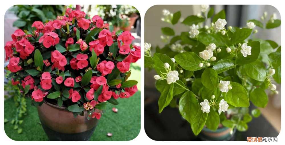 阳台种植的花卉叫什么，100种花能养在阳台上，50种开花的，40种绿植，10种蔬果