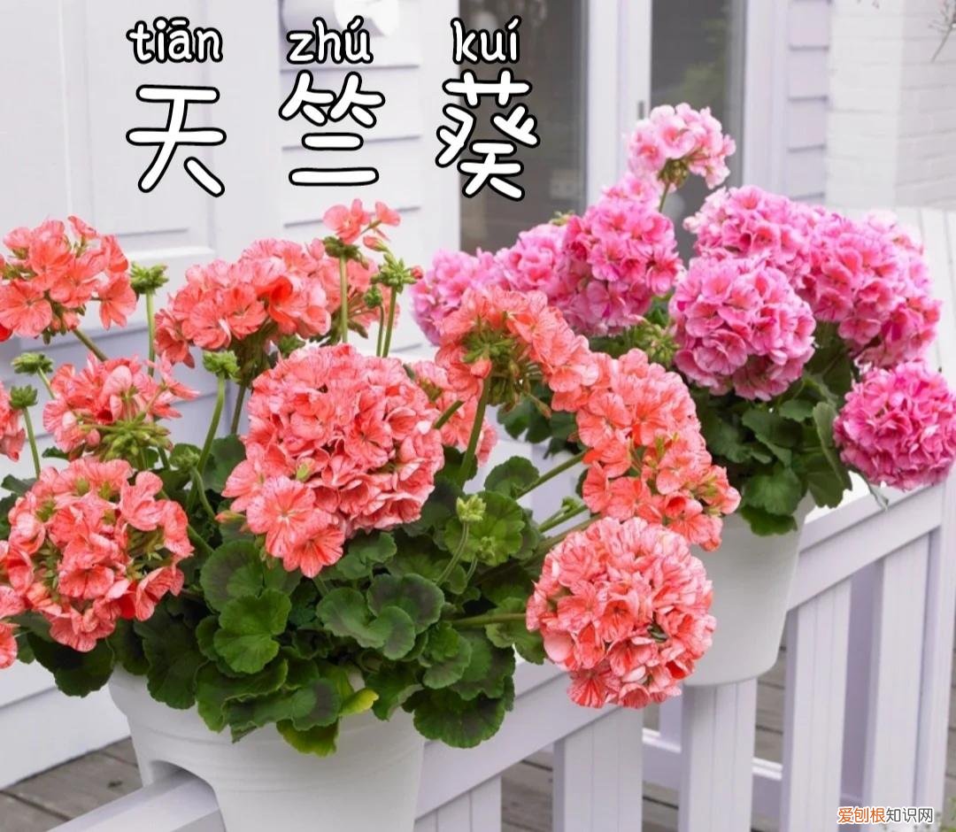阳台种植的花卉叫什么，100种花能养在阳台上，50种开花的，40种绿植，10种蔬果