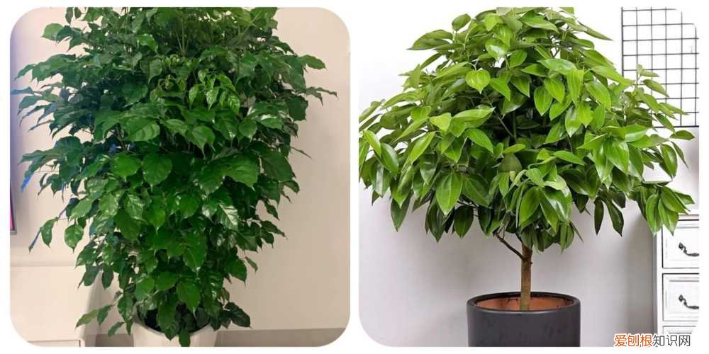 阳台种植的花卉叫什么，100种花能养在阳台上，50种开花的，40种绿植，10种蔬果