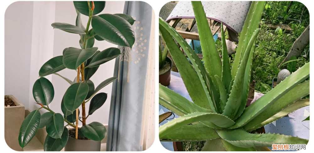 阳台种植的花卉叫什么，100种花能养在阳台上，50种开花的，40种绿植，10种蔬果