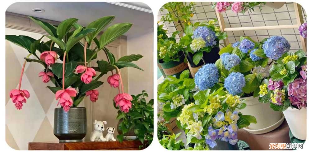 阳台种植的花卉叫什么，100种花能养在阳台上，50种开花的，40种绿植，10种蔬果
