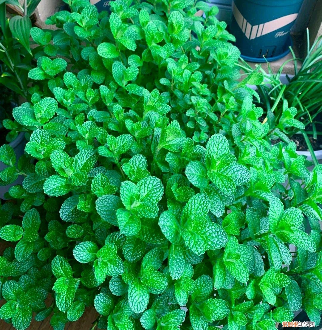 阳台种植的花卉叫什么，100种花能养在阳台上，50种开花的，40种绿植，10种蔬果