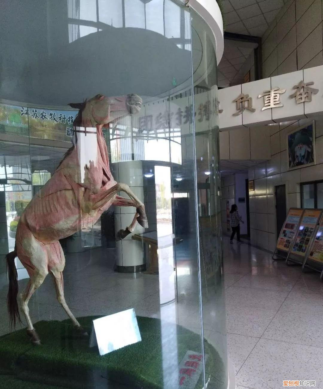 红领巾快乐成长站，红领巾成长营 | “与动物世界同行，品畜牧兽医文化”研学科普公益活动开始报名啦！