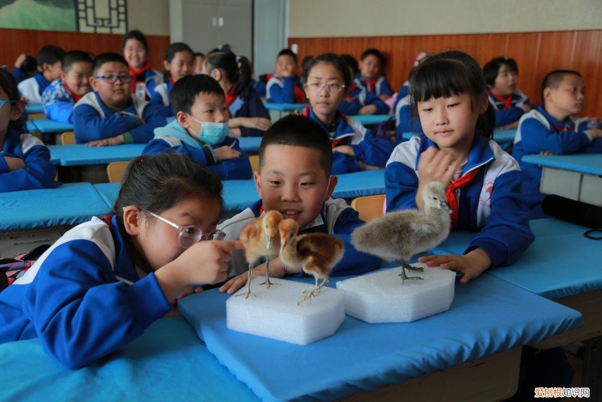 小动物公开课教学主题，动物课堂开课啦——龙沙动植物园“动物科普进校园系列”活动走进育红小学