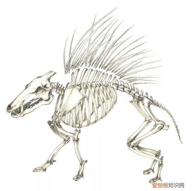 科学儿童读物，年度最适合家长与孩子的趣味科普读物——《奇兽：山海经动物图鉴》