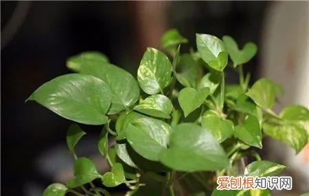 养花如养人人养花花养人，居家养花有讲究，一间房养一盆，干净又养人