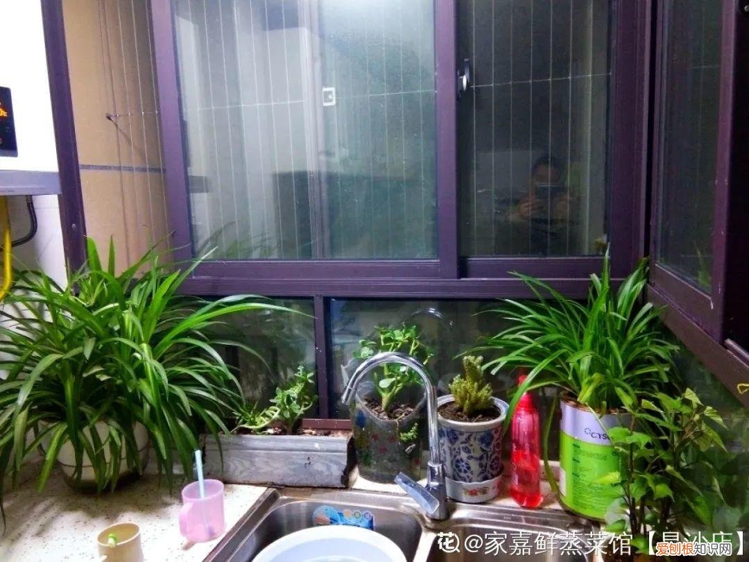 养花如养人人养花花养人，居家养花有讲究，一间房养一盆，干净又养人