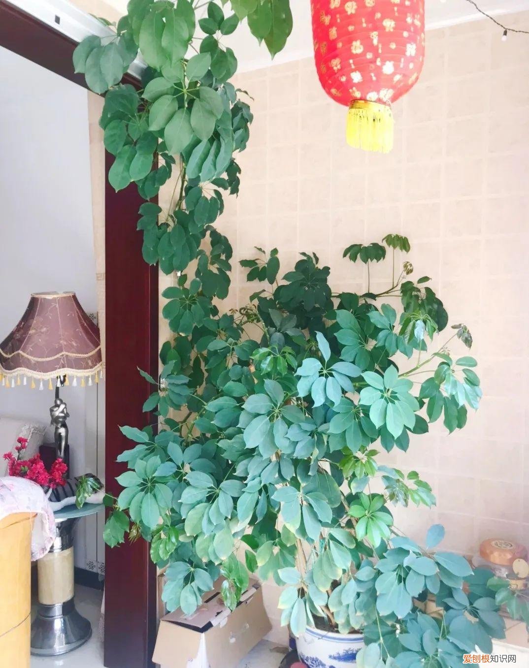 养花如养人人养花花养人，居家养花有讲究，一间房养一盆，干净又养人