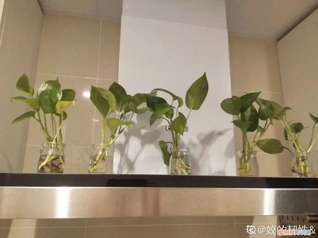 养花如养人人养花花养人，居家养花有讲究，一间房养一盆，干净又养人