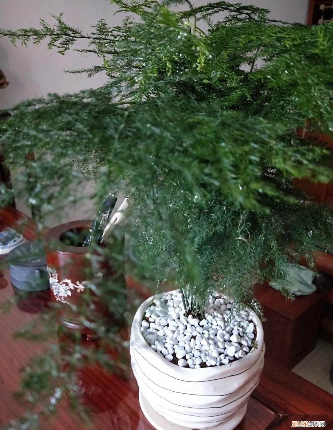 养花如养人人养花花养人，居家养花有讲究，一间房养一盆，干净又养人