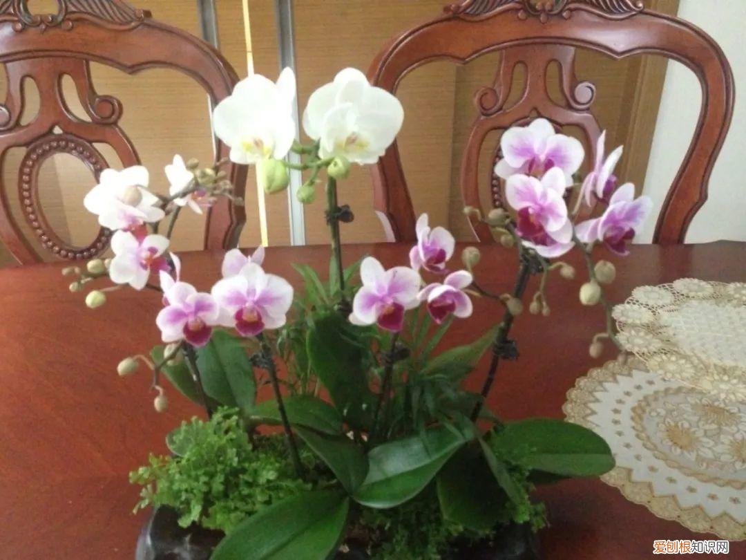 养花如养人人养花花养人，居家养花有讲究，一间房养一盆，干净又养人