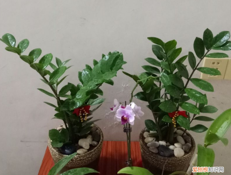 容易养活的花卉盆栽，5个养花好习惯，坚持下去，啥花都能养爆盆