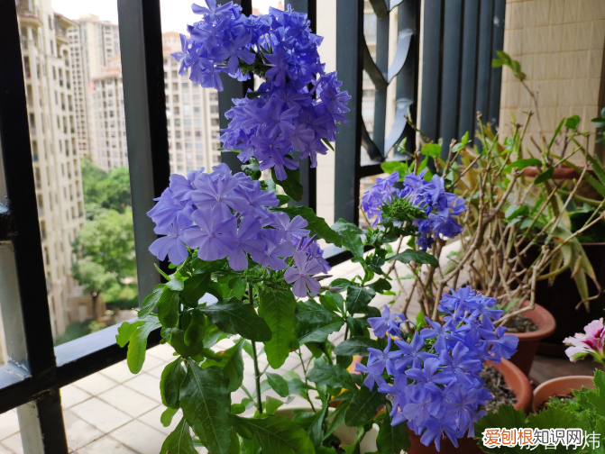 容易养活的花卉盆栽，5个养花好习惯，坚持下去，啥花都能养爆盆