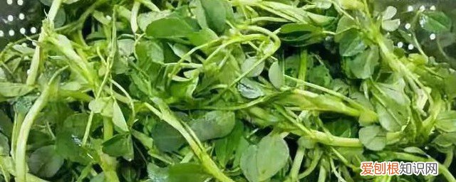 春天常吃的野菜 春天吃野菜有什么好处