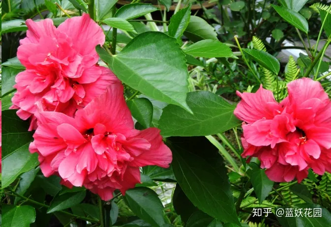 蓝色妖姬开花是蓝色的吗，蓝妖：这10种花，一开就是大半年，还超级好养！