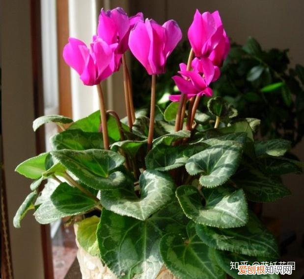 蓝色妖姬开花是蓝色的吗，蓝妖：这10种花，一开就是大半年，还超级好养！