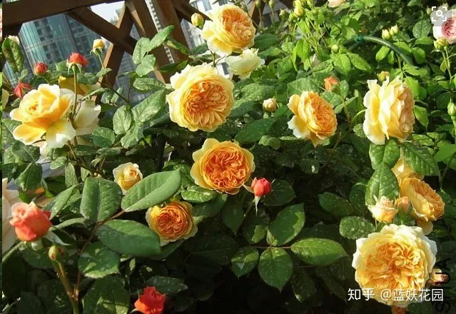 蓝色妖姬开花是蓝色的吗，蓝妖：这10种花，一开就是大半年，还超级好养！