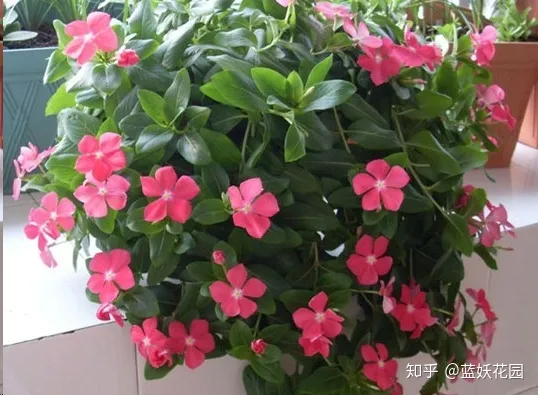 蓝色妖姬开花是蓝色的吗，蓝妖：这10种花，一开就是大半年，还超级好养！