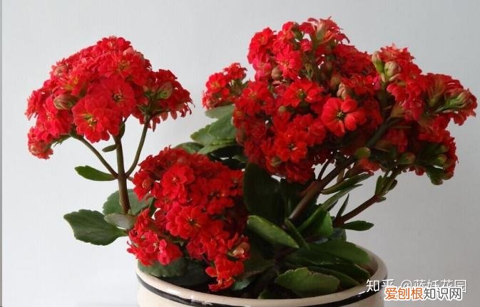 蓝色妖姬开花是蓝色的吗，蓝妖：这10种花，一开就是大半年，还超级好养！
