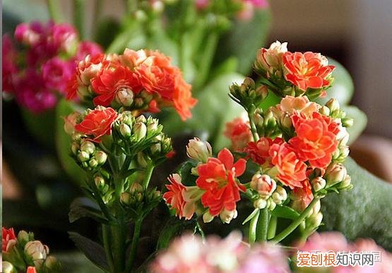 蓝色妖姬开花是蓝色的吗，蓝妖：这10种花，一开就是大半年，还超级好养！