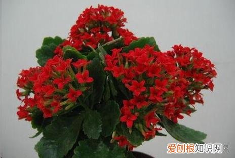 蓝色妖姬开花是蓝色的吗，蓝妖：这10种花，一开就是大半年，还超级好养！