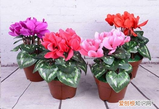 蓝色妖姬开花是蓝色的吗，蓝妖：这10种花，一开就是大半年，还超级好养！